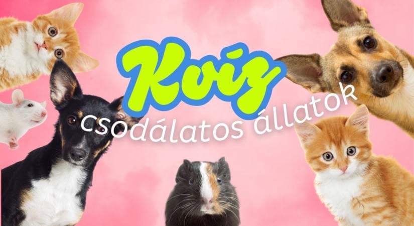 Kvíz: Szerinted is fantasztikusak a háziállatok? Lássuk, mennyit tudsz róluk!