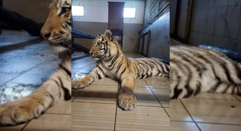 Így hűsöl a nyári melegben Pablo, a veresegyházi amur tigris