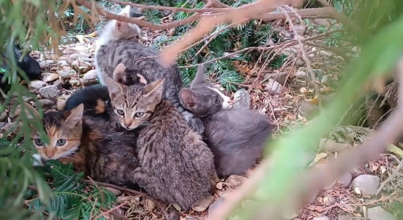 Milyen ember az ilyen? Úgy dobta ki a cuki kiscicákat, mint egy zsák szemetet
