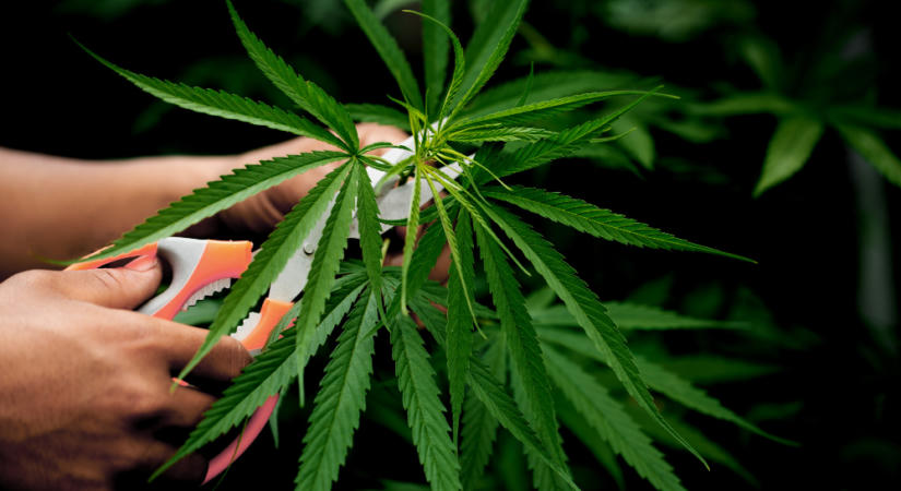 Lassabban fejlődhet a memória a kannabiszt használó tinédzsereknél