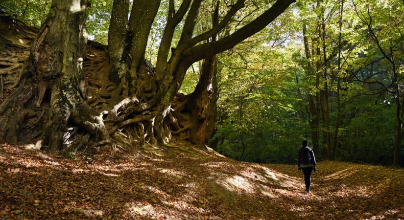 Katonai lőterek miatt tűnnek el a turistautak a Bakonyban, a térképek sem mutatják pontosan a veszélyt