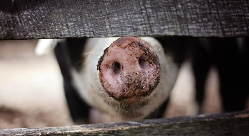 Nem árt szemmel tartani a nemzetközi jó gyakorlatokat az ASP elleni küzdelemben