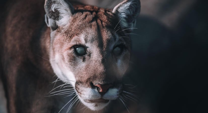 Puma okozott riadalmat a repülőtéren