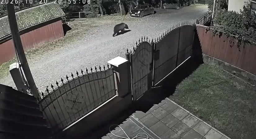 Hatalmas medvét filmeztek le a lakóházak között Kovásznán – videó