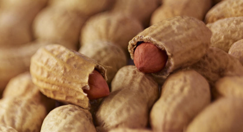 A székletterápia a mogyoróallergia ellen is működik