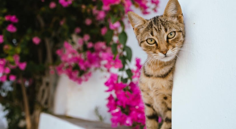 Benti vagy kinti macska? Állatorvosok elárulják, melyik a jobb