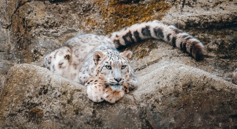 Az angliai tigris után Hollandiában leopárdok öltek meg egy embert