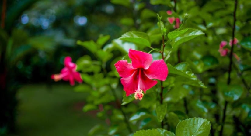 Hibiszkusz teleltetése: mit tegyünk a kerti és a szobai hibiszkusszal?