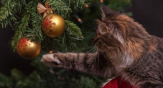 Krampuszfutás, görkoris mise és karácsonyi rémmacska - szokatlan ünnepi hagyományok a világban