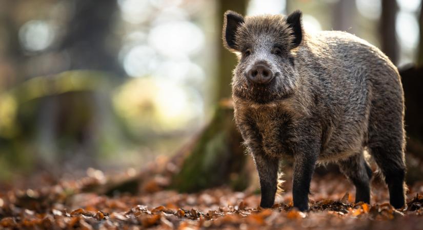 Megdöbbentő méreteket ölt a járvány a szomszédban: újabb kitöréseket azonosítottak