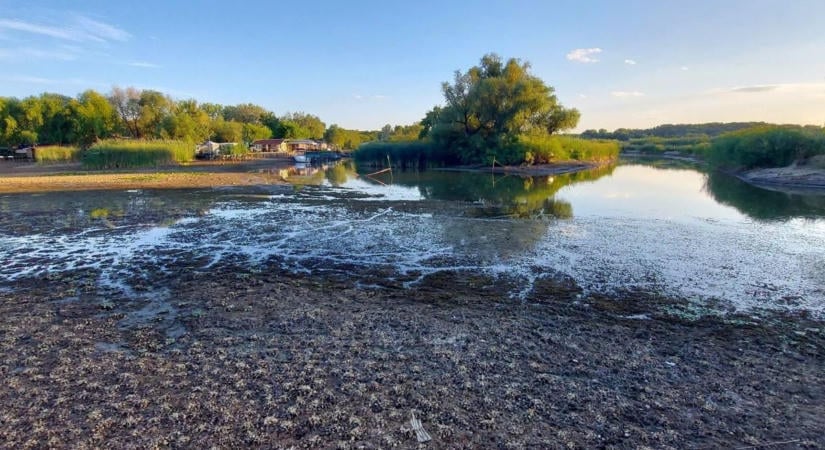 Felkavaró jelenet a Tisza-tónál, kíméletlen pillanatban találkoztak a kígyóval! – videóval