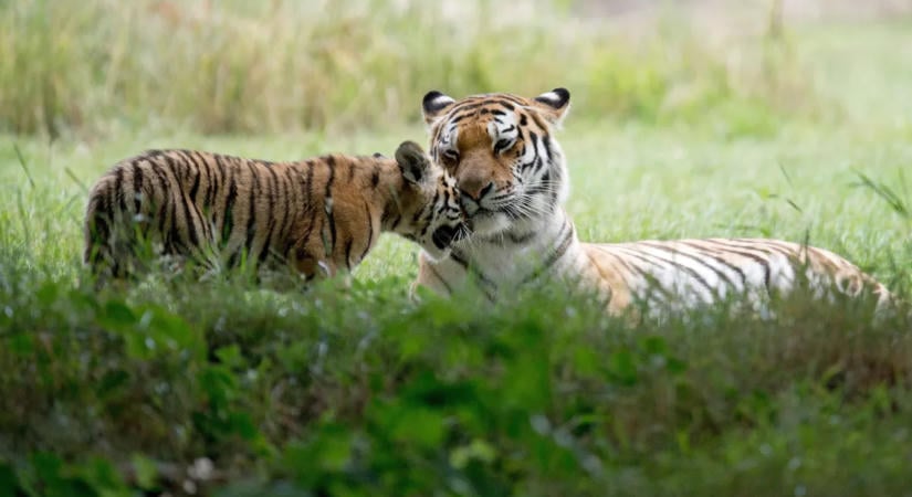 Eldőlt a tigris sorsa, aki halálosan megsebesített egy férfit állatkerti kifutójában