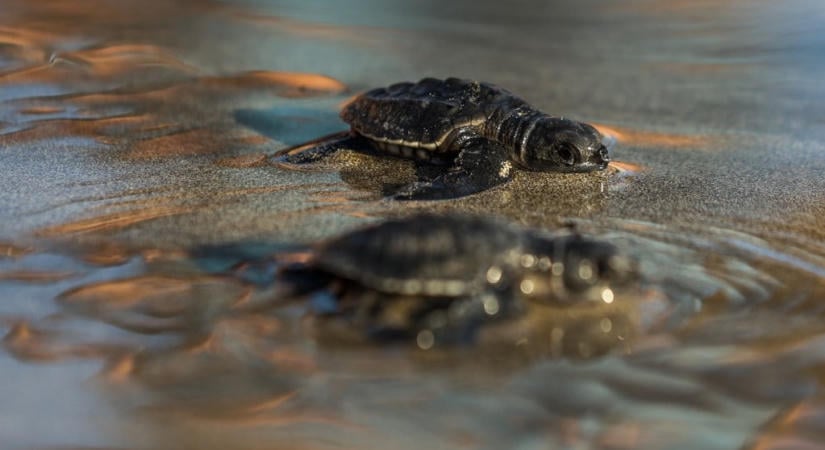 A felmelegedés drasztikusan átalakítja a tengeri teknősök szaporodását