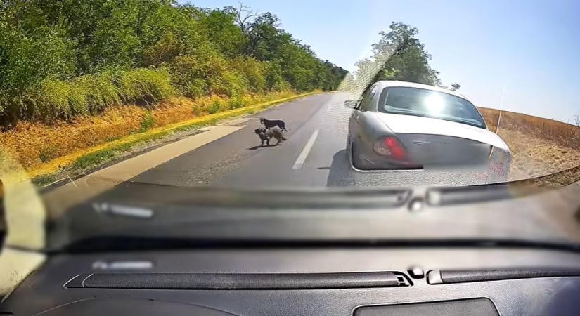 Egy pillanat alatt megtörtént a baj, mert nem tartotta a követési távolságot – videó