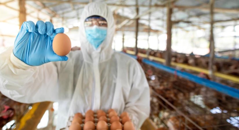 Magyar tyúktojás, kifejezetten vakcinagyártásra tenyésztve