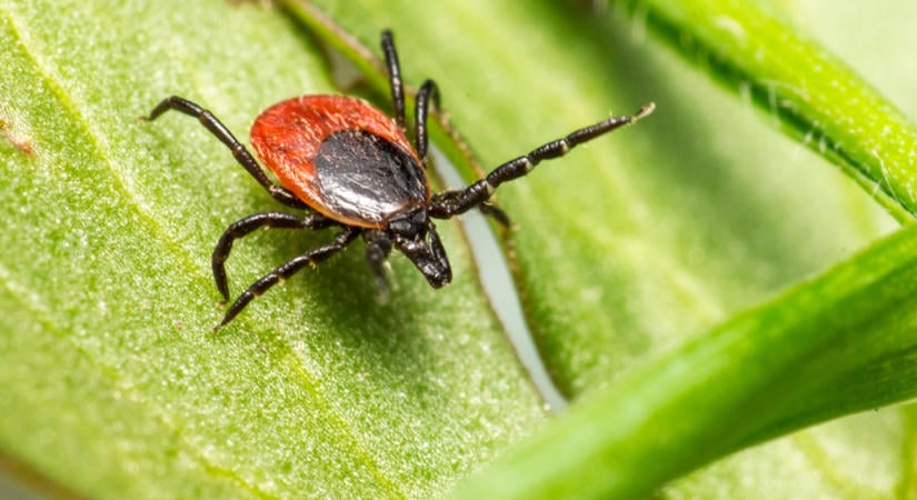 Most támadnak igazán a kullancsok: ez a csípés már a Lyme-kór jele az orvos szerint