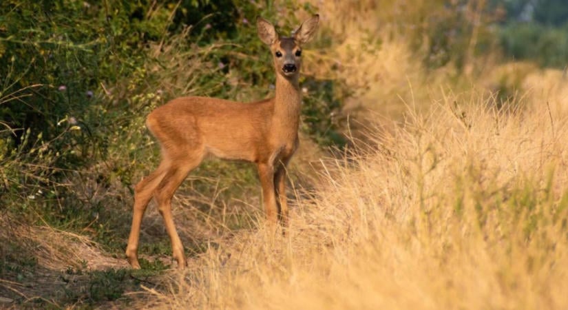 Kiszáradnak a természetes vízforrások: rendkívüli intézkedésekre kényszerült az erdőgazdaság