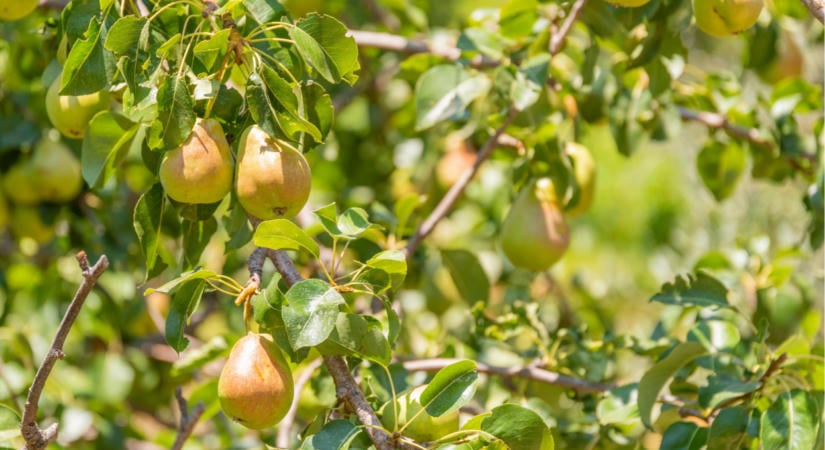 Rengeteg magyarnak van ilyen fa a kertjében: ezt sokan nem is tudják róla