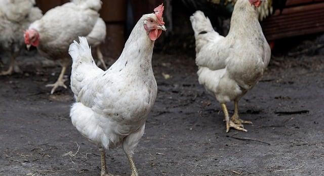 Újabb állományban jelent meg a baromfipestis Bács-Kiskun vármegyében