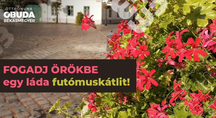 Fogadj örökbe egy muskátlit – Idén is meghirdetjük akciónkat