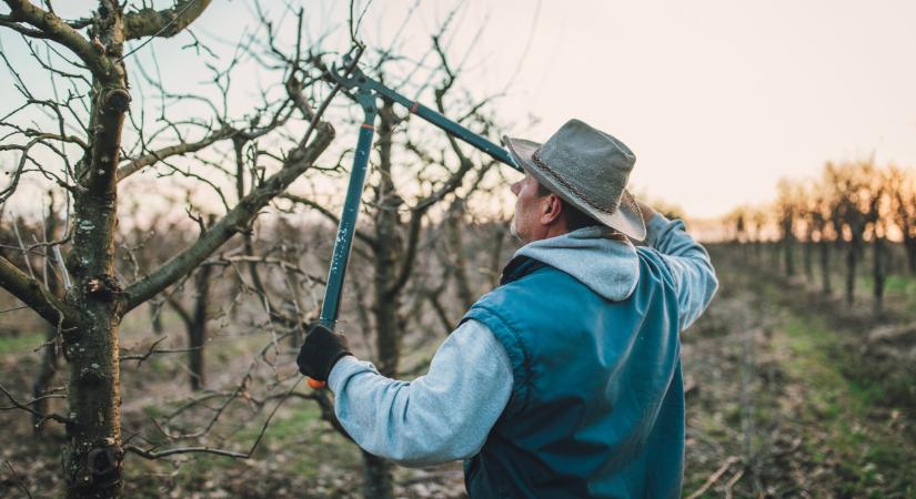 Végzetes hiba a kertben: ezt rengetegen elrontják a gyümölcsfák metszésekor