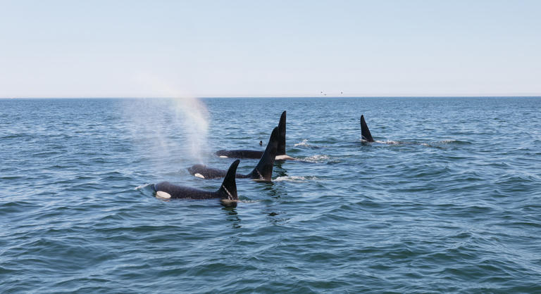 Nyomozás indult a Gibraltári-szorosban élő kardszárnyú delfin ügyében
