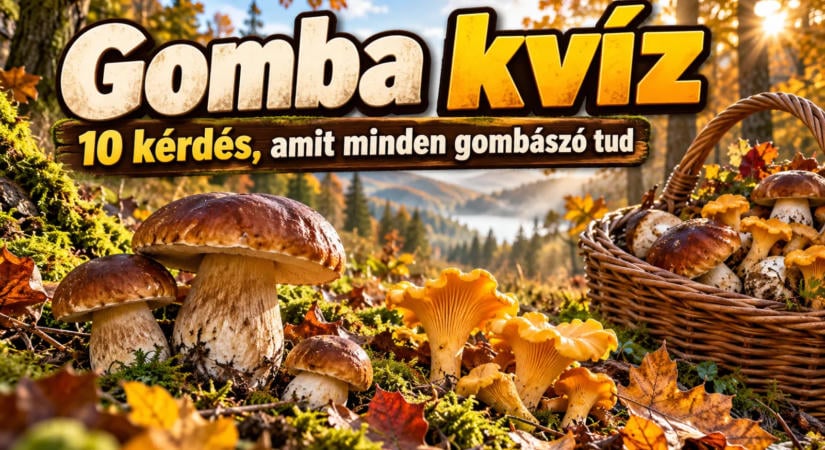 Gomba kvíz: 10 kérdés, amit minden gombászó tud