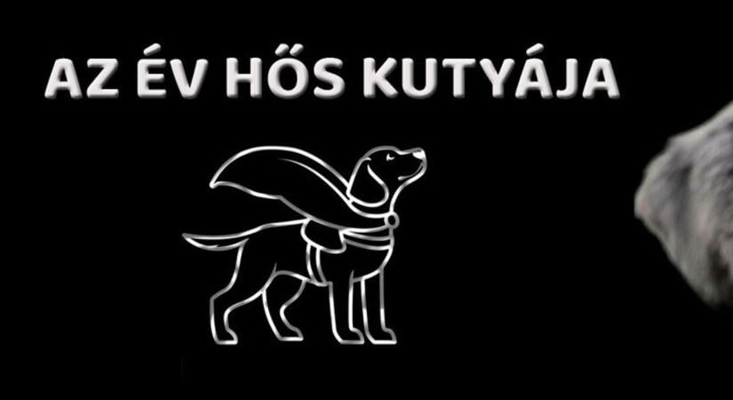 Győr-Moson-Sopronból Boni kutyusra is szavazhatunk az Év Hős Kutyája versenyben