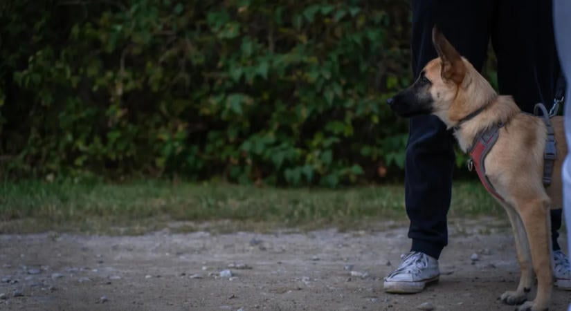 A 10 legjobb házőrző kutyafajta