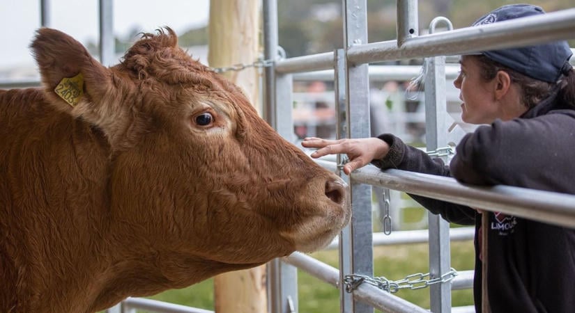 Bocirandi lesz a Bakonyban és jönnek a legszebb egytonnás tenyészbikák is (galéria, videó)