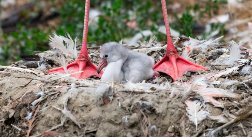 Már totyognak az első flamingóbébik Nyíregyházán – képek
