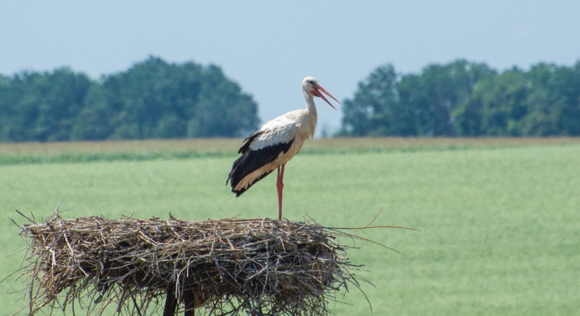 Bírják a hőséget a gólyák? A szakemberek szerint jobban, mint hinnénk