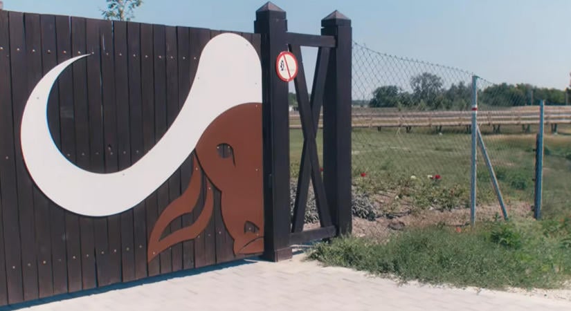 Új látogatóközpont nyílt Mórahalmon – innen a bivalyrezervátum is felfedezhető
