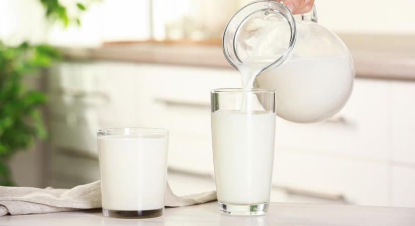 Új modell segíti az aflatoxin tejbe jutásának becslését