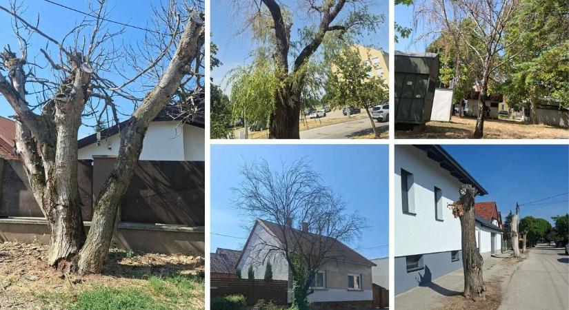Nem halasztható tovább: több balesetveszélyes fát is kivágnak Székesfehérváron