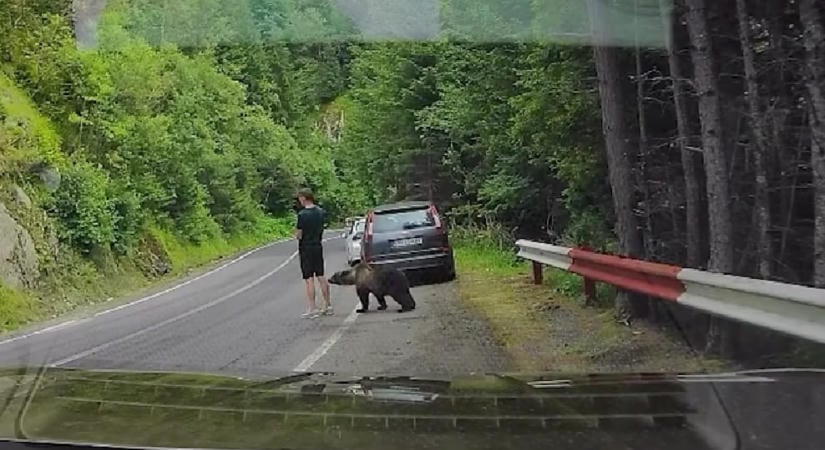 Elbambult a Transzfogarasi úton egy turista, mire feleszmélt, már egy medve állt mögötte – videó