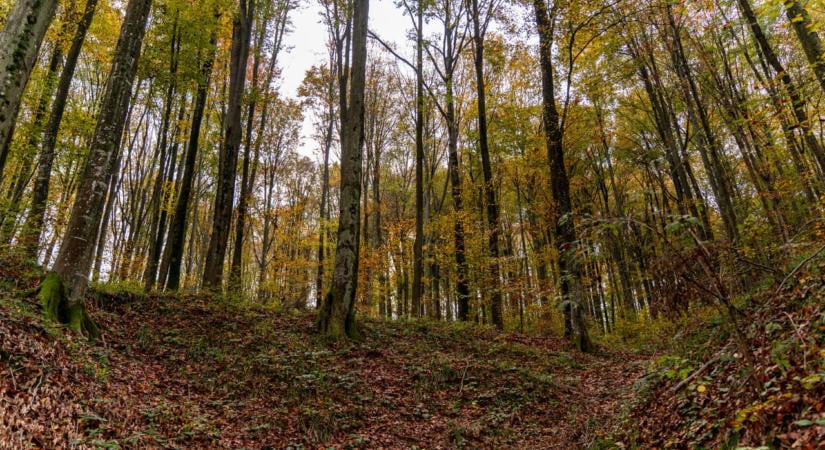 Új törvény erősíti a Szlovák Erdészeti Kamara jogállását