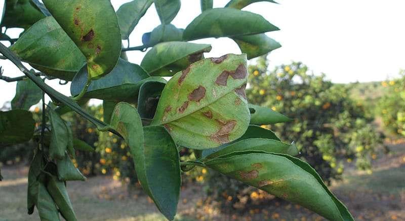 Luxemburg: megjelent a Xylella fastidiosa baktérium