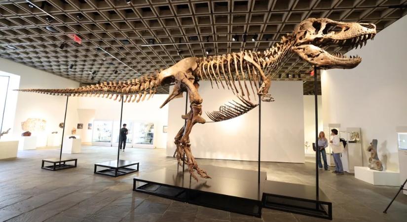 Rekordáron kelt el egy ritka T. rex fosszília egy aukción