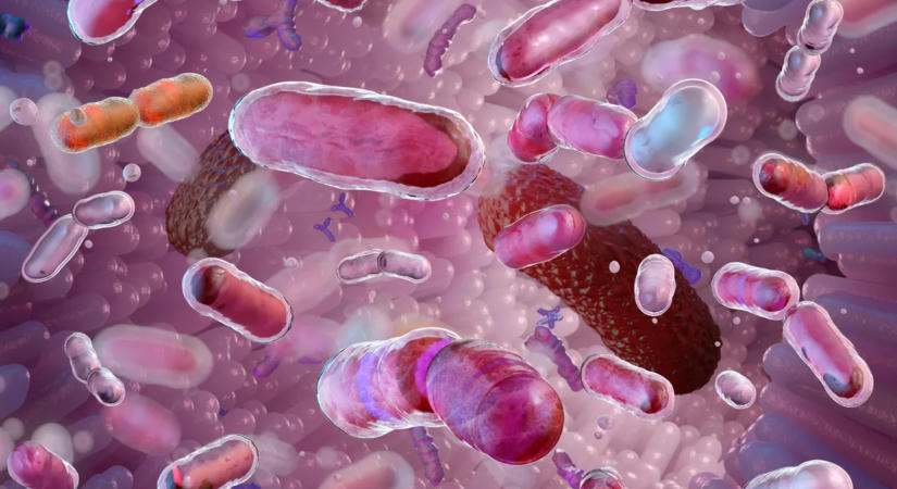 Nem csak az antibiotikumok változtathatják meg hosszú távon a bélflórát