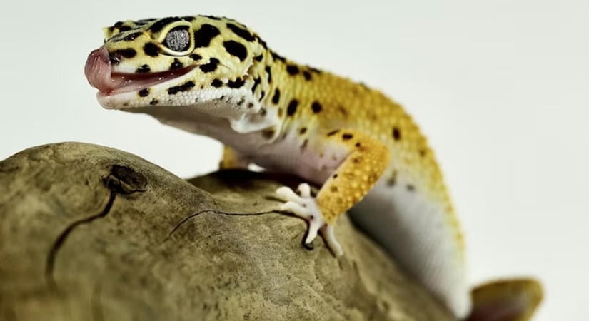 Emlékszik rád? A leopárdgekkó memóriája sokkal érdekesebb, mint gondolnánk