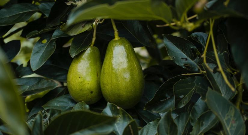 Bűnbandák veszélyeztetik a kenyai avokádó farmokat