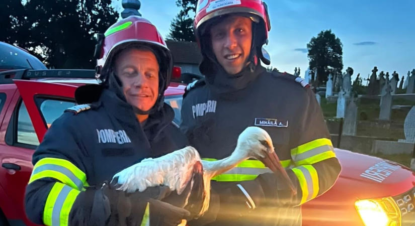 Fészekből kiesett gólyafiókát mentettek