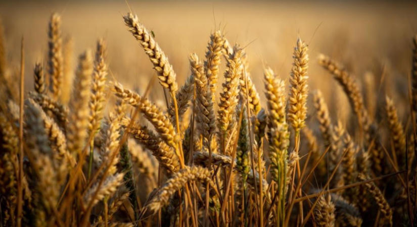 Romolhatnak a búza kilátásai: egyre gyakoribbá válhatnak a gyenge évek