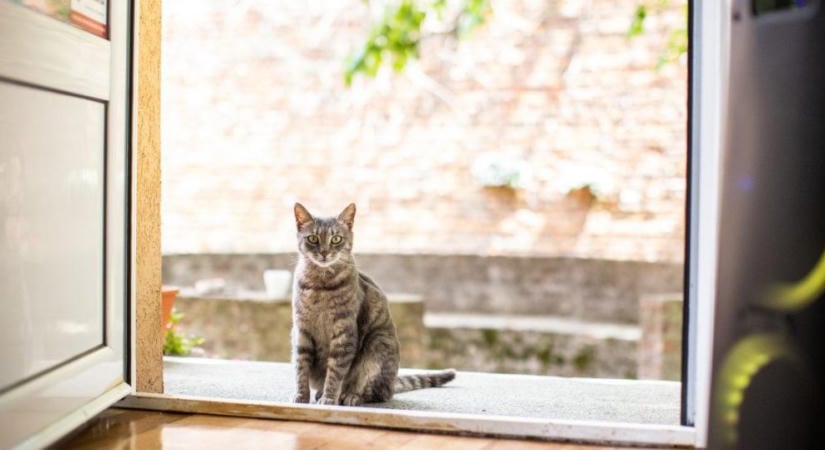 Így lehet a kinti macskából benti macska 3 egyszerű lépésben