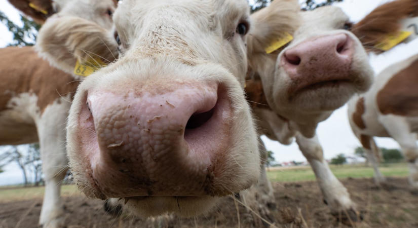 Összejött a nagy üzlet, Görögországban terjeszkedik a magyar agrármulti