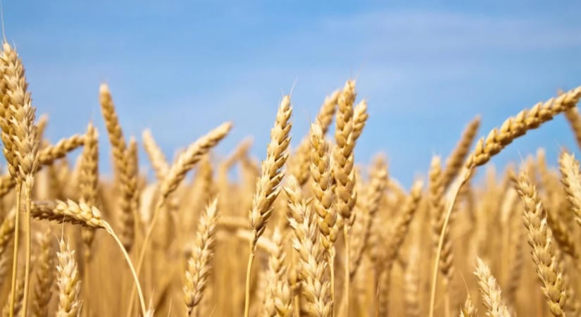 Eurobarométer: az európaiak kiemelten fontosnak tartják az uniós agrárpolitikát