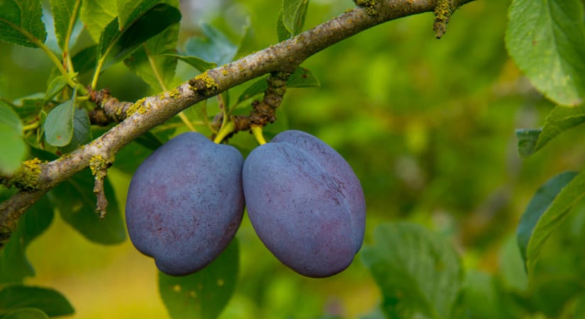 Szilvafa metszése ősszel és szilvafa ültetése ősszel: így tehetsz most a jövő évi termésért