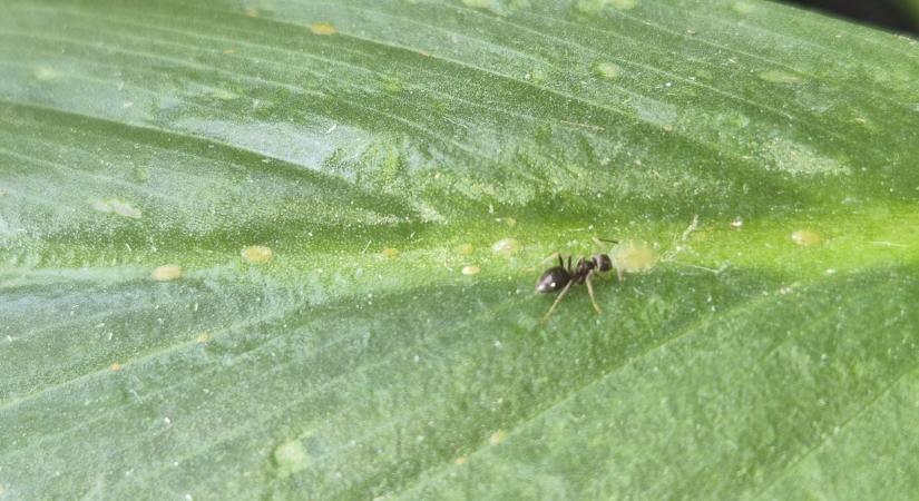 Hangyainvázió a kertben? Többet segítenek a növényeknek, mint gondolná