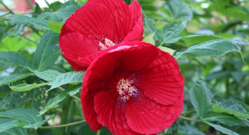 Így készítse elő a télre a mocsári hibiszkuszt